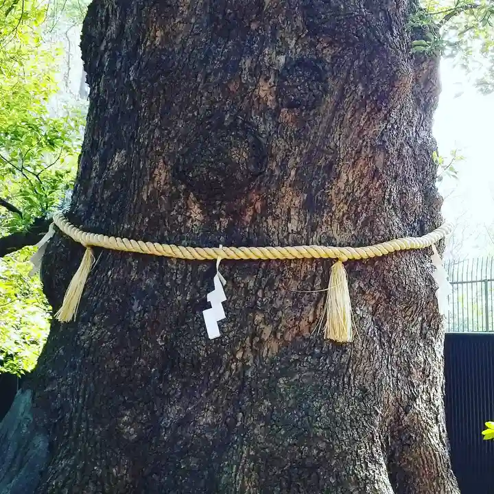 上野東照宮の自然