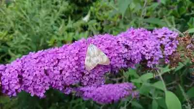 真言宗神道派大本山 宝珠院の自然