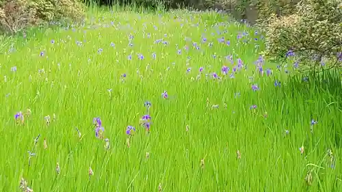 大田神社（賀茂別雷神社境外摂社）の自然
