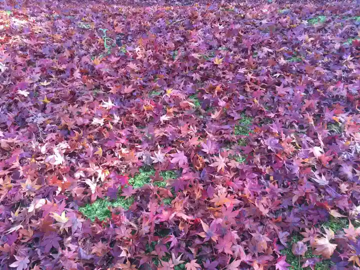 禅林寺(永観堂)の自然