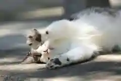 玉野御嶽神社の動物