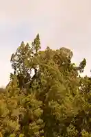 八幡神社(愛媛県)