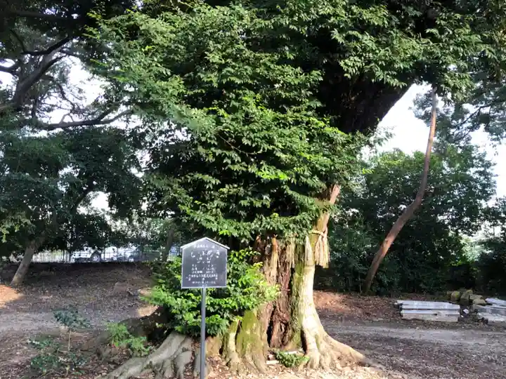 旦椋神社の自然