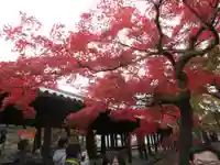 東福禅寺(東福寺)の自然