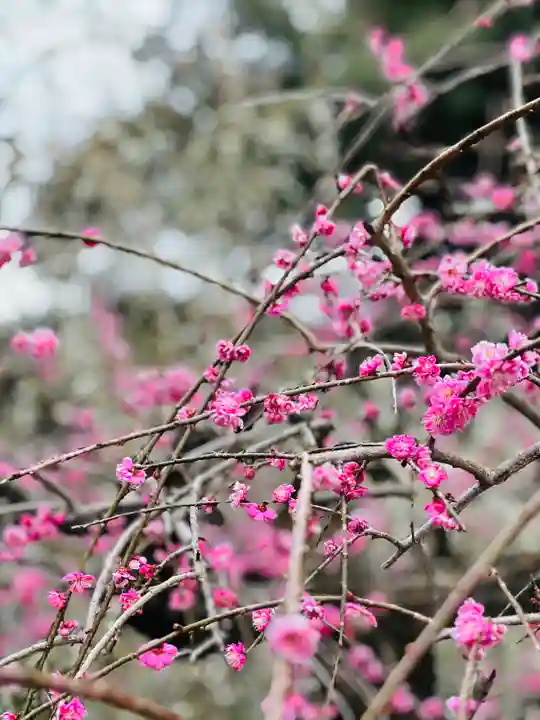 大縣神社の自然