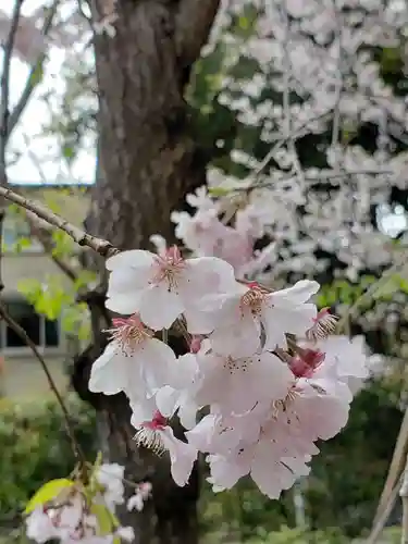 赤坂氷川神社の自然
