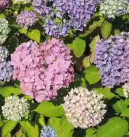 観音正寺の自然