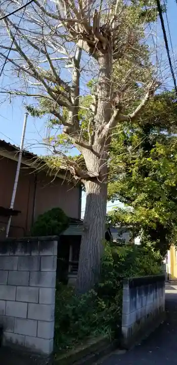 戸ヶ崎稲荷大明神の自然