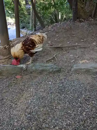 熱田神宮の動物
