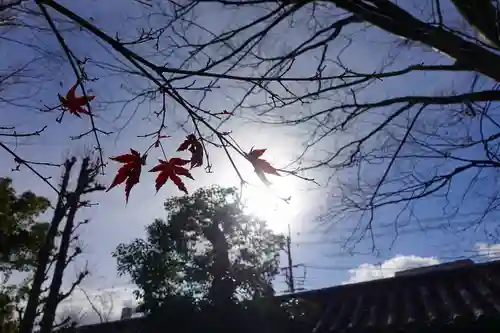 蓮華王院（三十三間堂）の自然