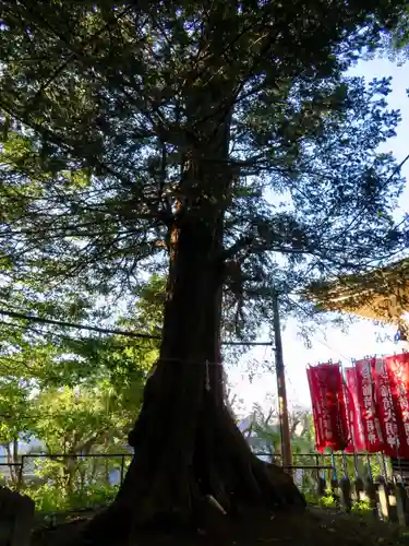 諏訪神社の自然