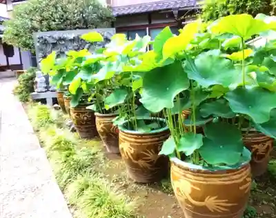 長善寺(東京都)