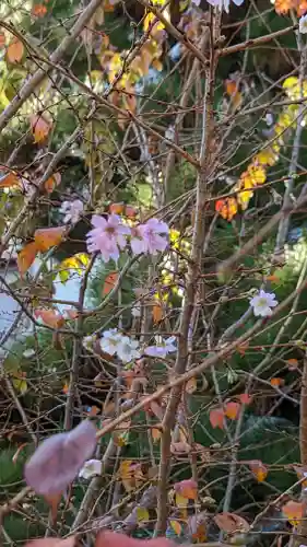 妙蓮寺(京都府)