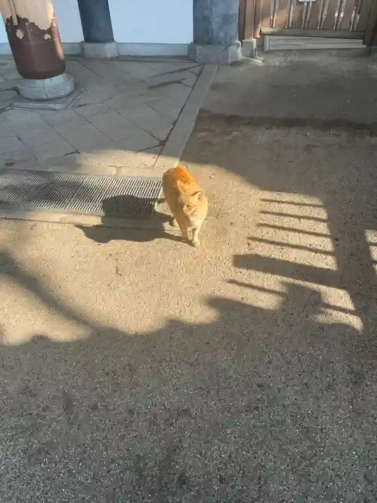 大聖観音寺(あびこ観音)の動物