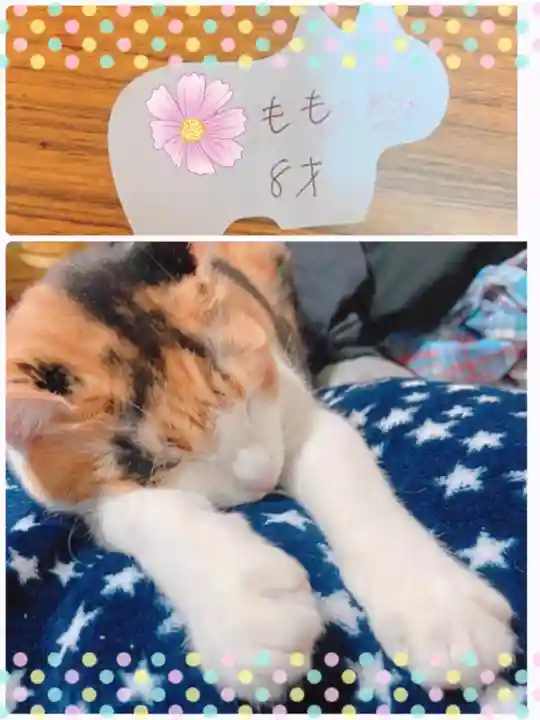 少彦名神社の動物