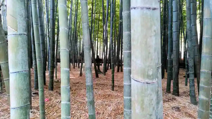 報国寺(神奈川県)
