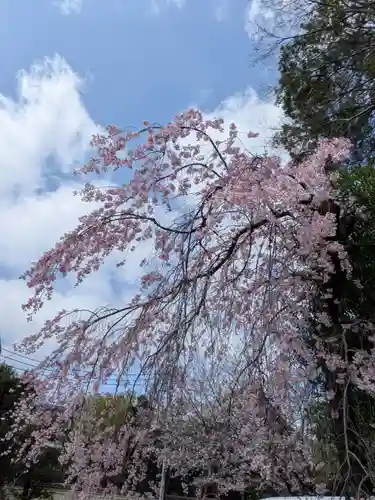 阿佐ヶ谷神明宮(東京都)