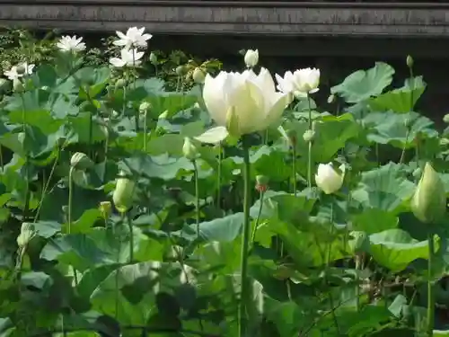 鶴岡八幡宮の自然