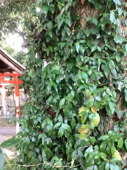 神明社(神明大明神)の自然