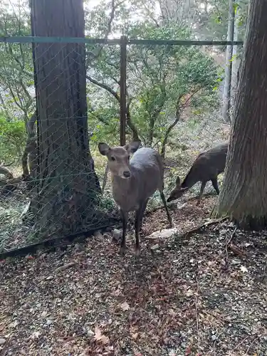 三峯神社(埼玉県)