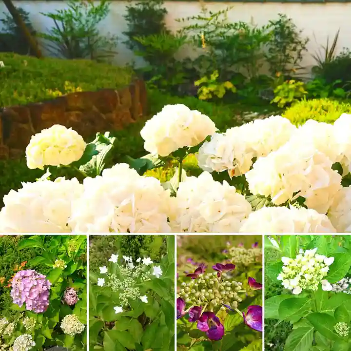 寿量山 速成寺の自然