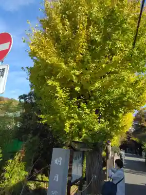 明月院(神奈川県)