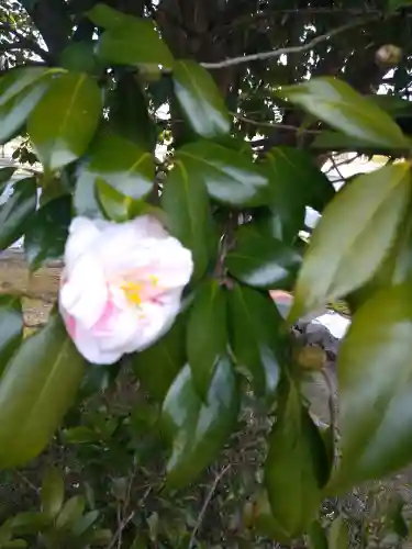 青木大師の自然