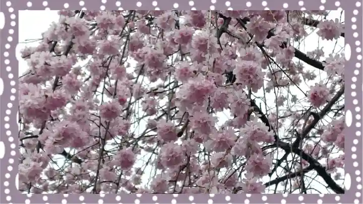 寛永寺(根本中堂)(東京都)