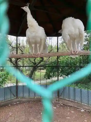 富士浅間神社(群馬県)
