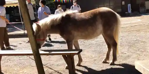 平塚八幡宮の動物