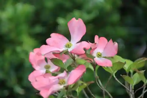 開成山大神宮の自然