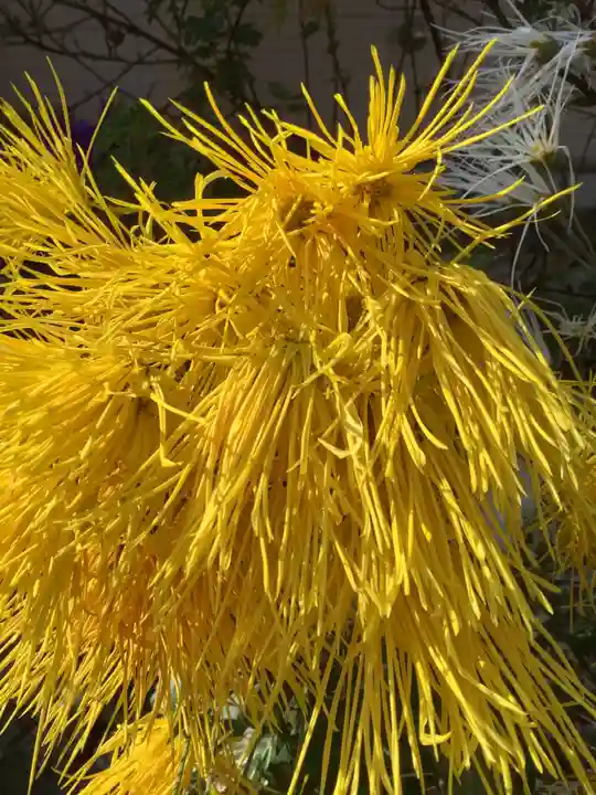 富部神社の自然