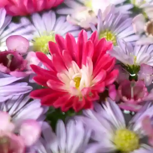 帯廣神社の手水舎