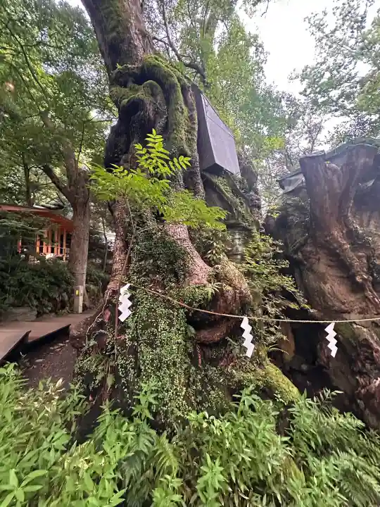 來宮神社(静岡県)