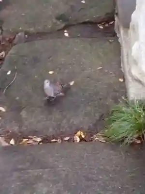 善養寺（善養密寺）(東京都)