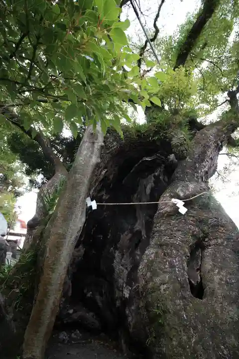 湯前神社の自然