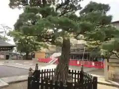 葛井寺の自然