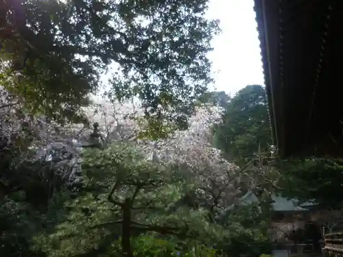安國論寺（安国論寺）の自然