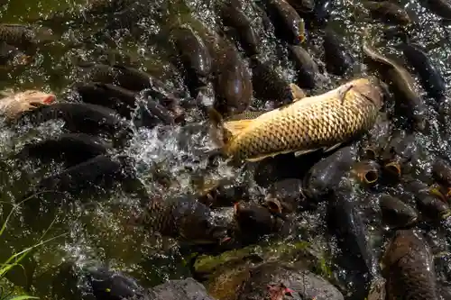 宗像大社(福岡県)