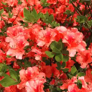 豊景神社(福島県)(2022年04月24日(日) 10時52分30秒投稿)