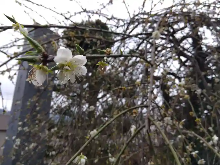 善福寺(福井県)