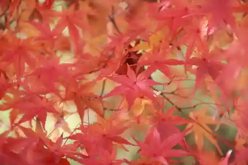 開成山大神宮の自然