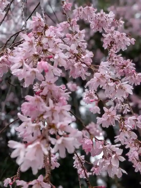 猿田彦神社(東京都)