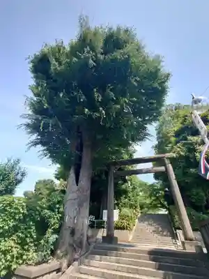 所澤神明社(埼玉県)