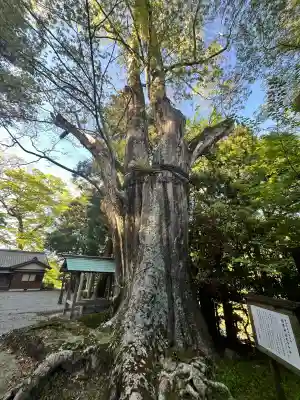國津神社の{uncategorized: "未分類", other: "その他", undefined: "問題あり", building: "その他建物", grave: "お墓", sacred_gate: "鳥居", guardian: "狛犬", statue: "像", buddha: "仏像", history: "歴史", nature: "自然", garden: "庭園", animal: "動物", pagoda: "塔", temizu: "手水舎", mountain_gate: "山門・神門", sanctuary: "本殿・本堂", subordinate: "末社・摂社", art: "芸術", scenery: "景色", jizo: "地蔵", ema: "絵馬", goshuin: "御朱印", omikuji: "おみくじ", items: "授与品その他", amulet: "お守り", goshuincho: "御朱印帳", eats: "食事", festival: "お祭り", votive_dance: "神楽", shichigosan: "七五三参", wedding: "結婚式", experience: "体験その他", initially: "初詣", around: "周辺", anti_infection: "感染症対策"}