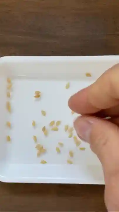 總社 和田八幡宮(福井県)