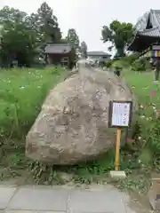 般若寺 ❁﻿コスモス寺❁の自然