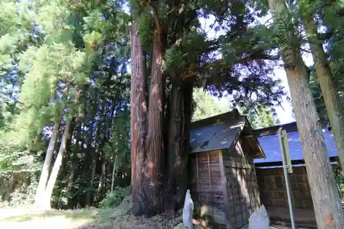 諏訪神社の自然