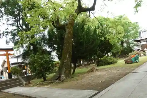 巨椋神社の自然