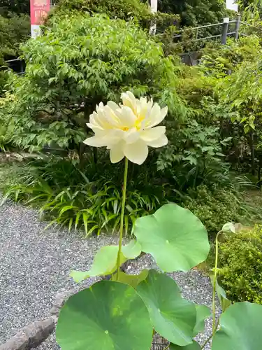 岡寺（龍蓋寺）(奈良県)